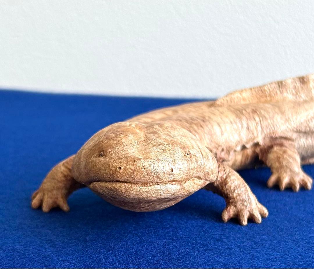 田中鱗水 メープル瘤材彫オオサンショウウオ 木彫 26cm 125.52g