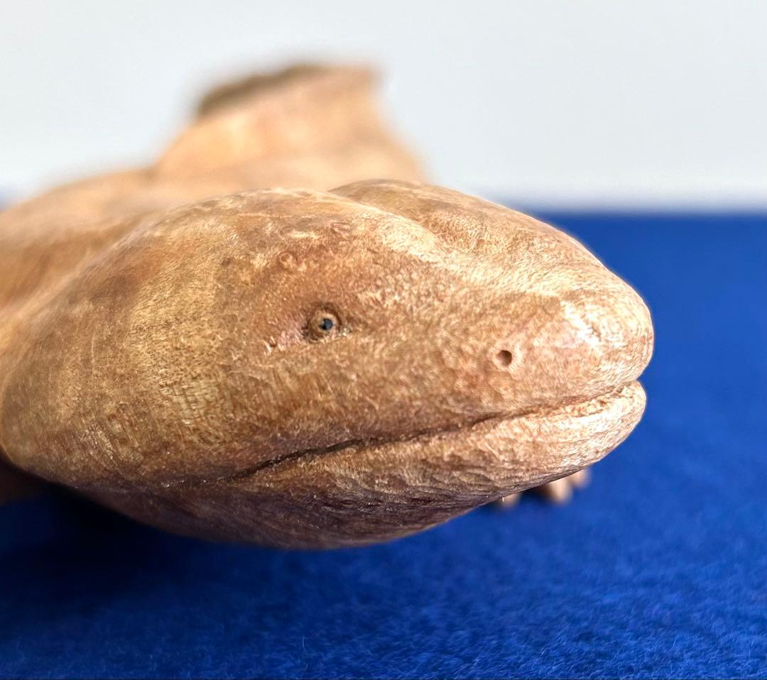 田中鱗水 メープル瘤材彫オオサンショウウオ 木彫 26cm 125.52g