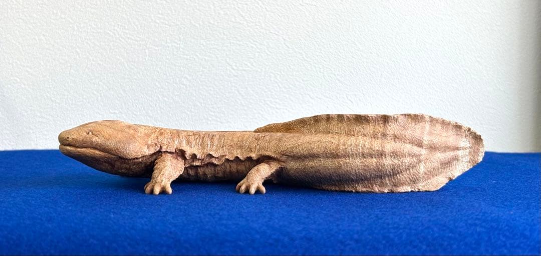 田中鱗水 メープル瘤材彫オオサンショウウオ 木彫 26cm 125.52g