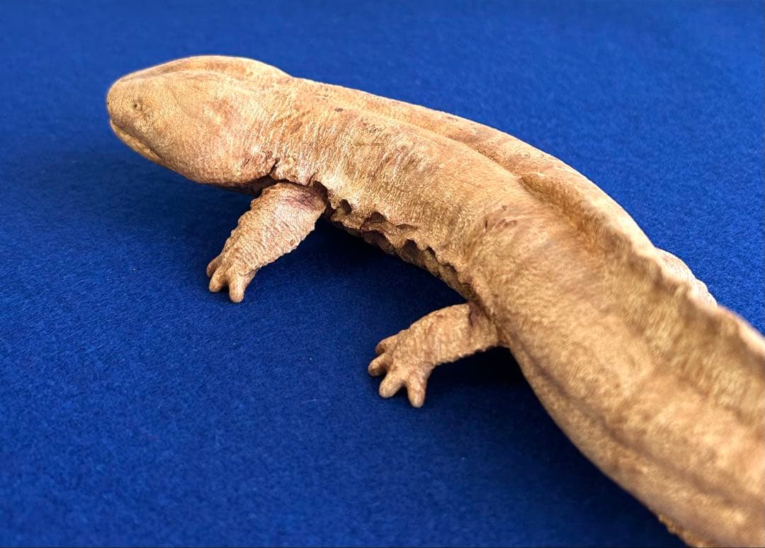 田中鱗水 メープル瘤材彫オオサンショウウオ 木彫 26cm 125.52g