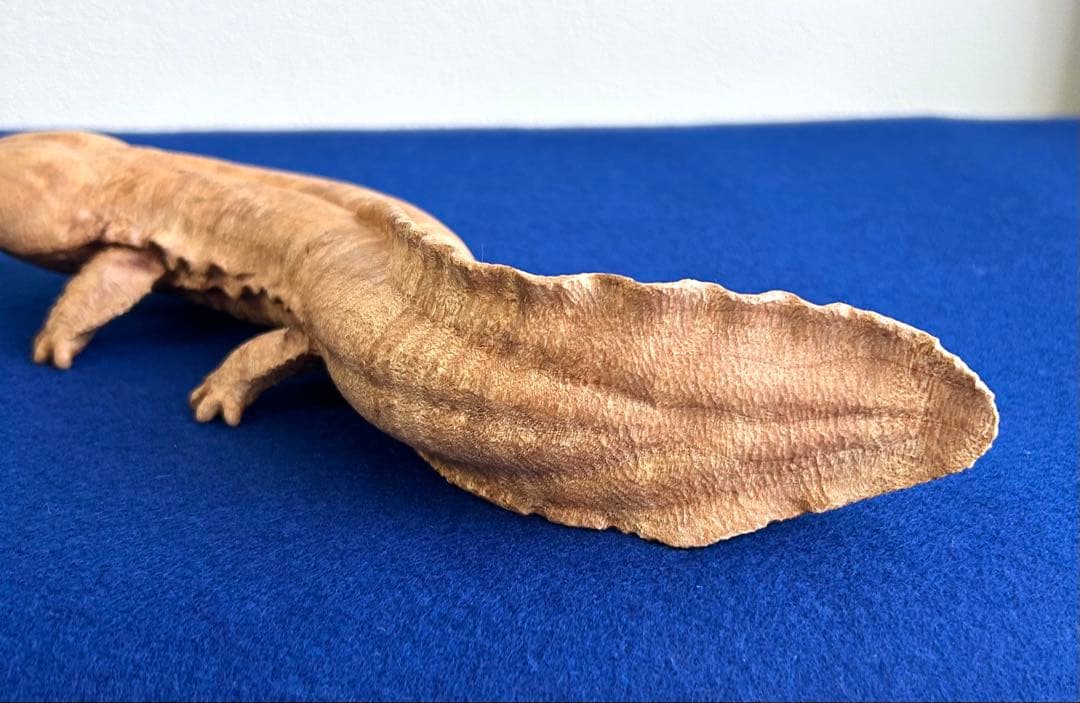 田中鱗水 メープル瘤材彫オオサンショウウオ 木彫 26cm 125.52g