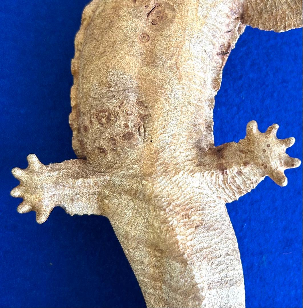 田中鱗水 メープル瘤材彫オオサンショウウオ 木彫 26cm 125.52g