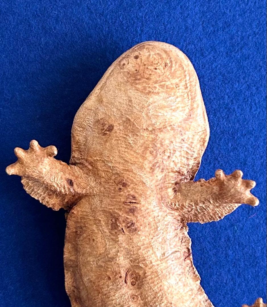 田中鱗水 メープル瘤材彫オオサンショウウオ 木彫 26cm 125.52g