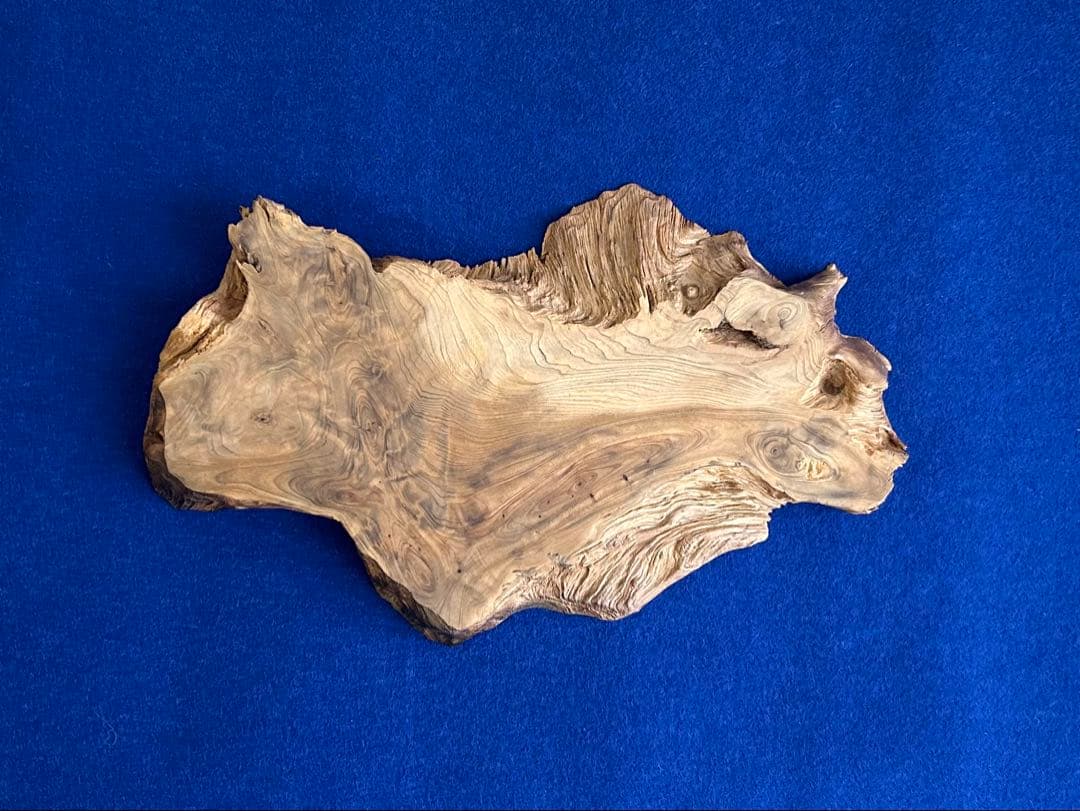 田中鱗水 メープル瘤材彫オオサンショウウオ 木彫 26cm 125.52g