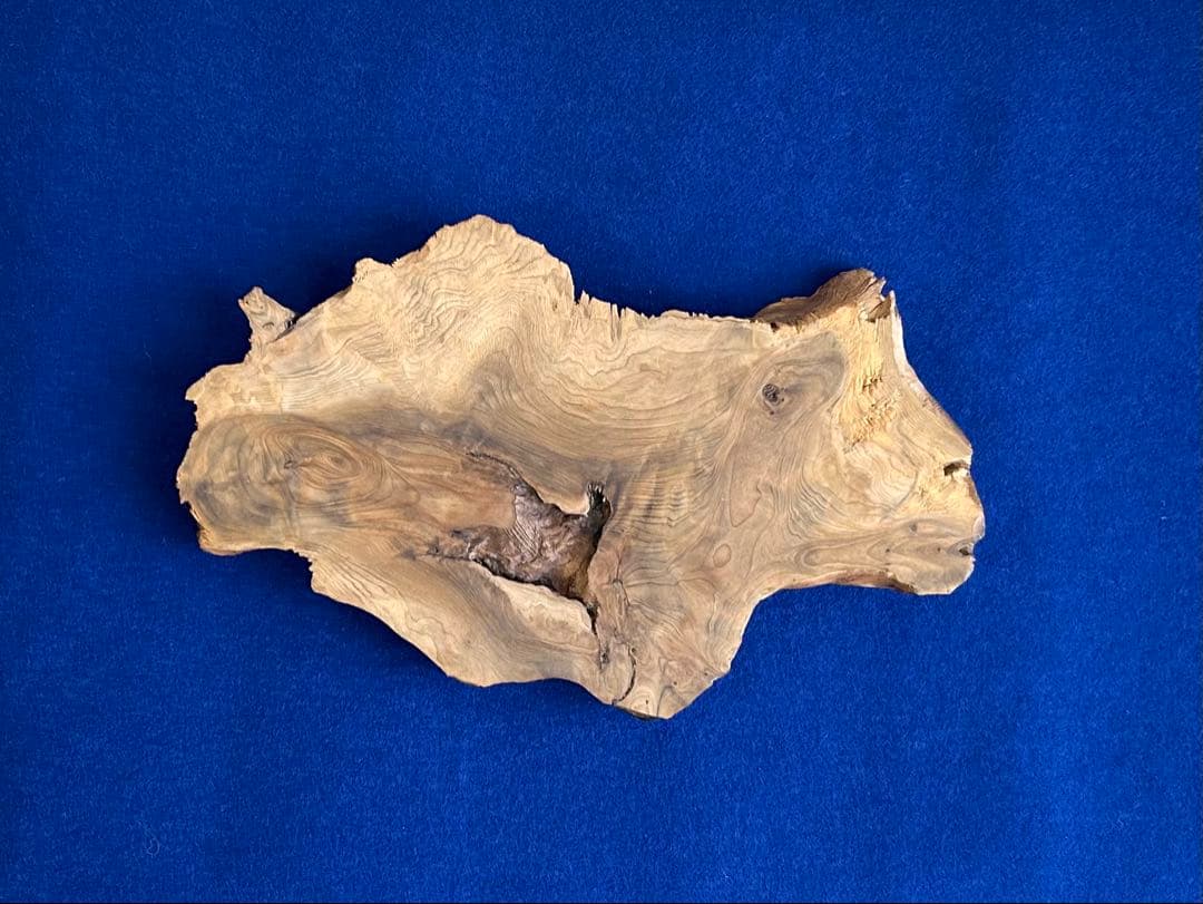 田中鱗水 メープル瘤材彫オオサンショウウオ 木彫 26cm 125.52g