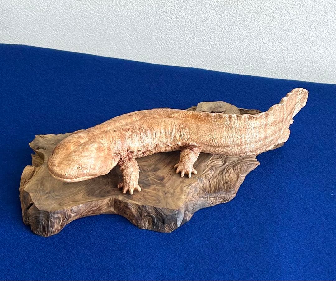 田中鱗水 メープル瘤材彫オオサンショウウオ 木彫 26cm 125.52g