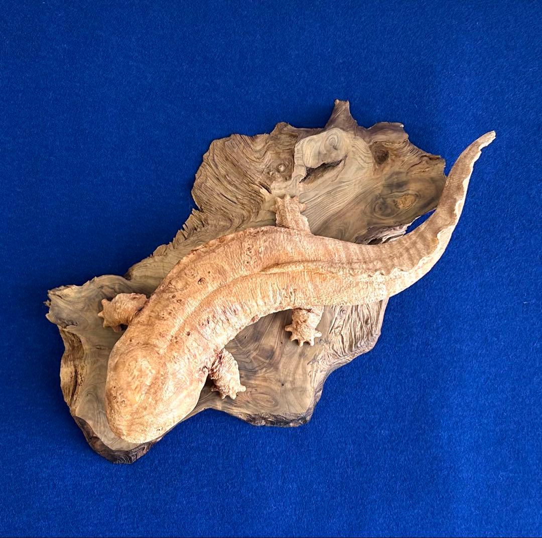 田中鱗水 メープル瘤材彫オオサンショウウオ 木彫 26cm 125.52g