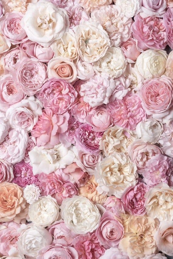 かぼちゃ　パブミラー