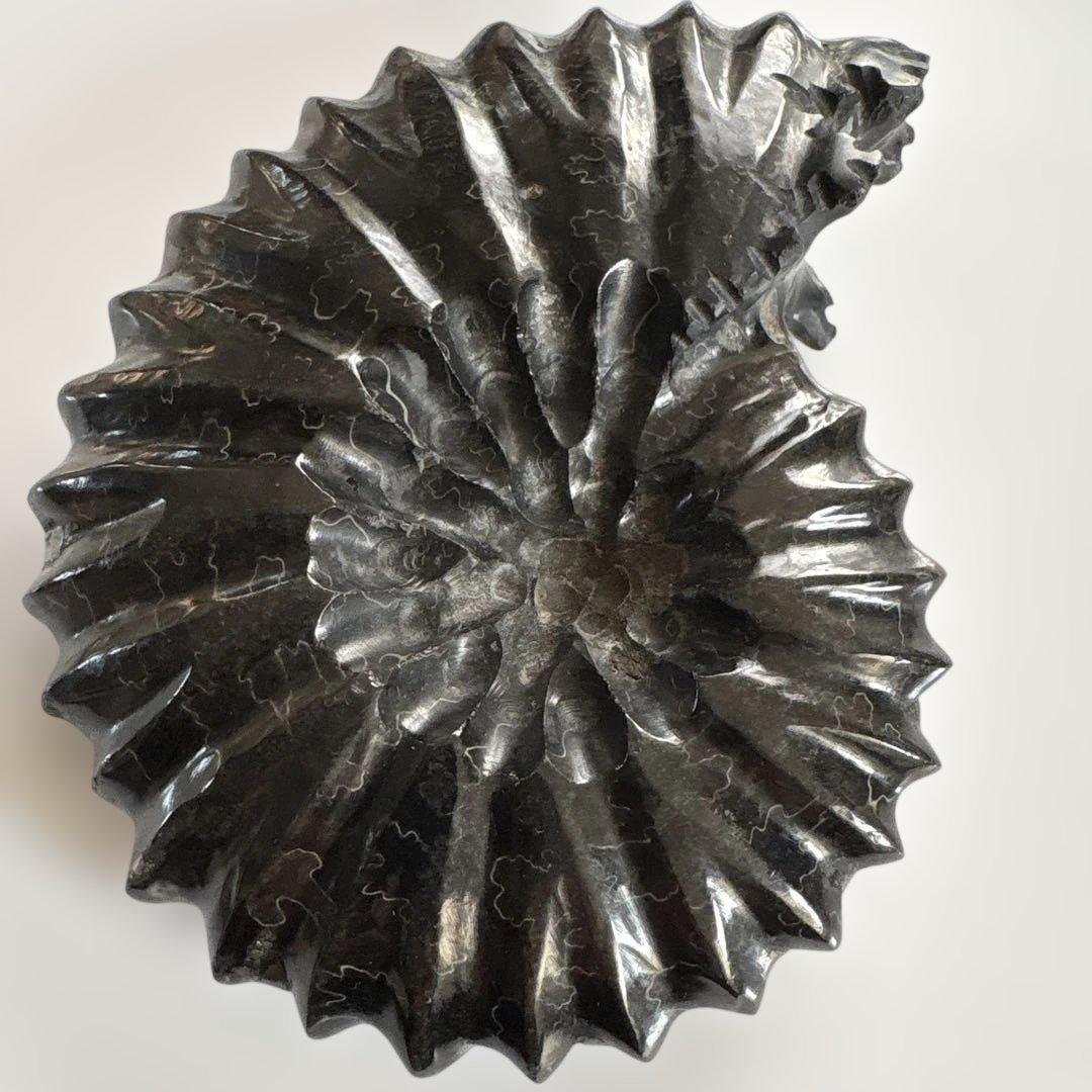 ❗️ ✳厳選　超レア　❤️大きめ　極美品アンモナイト　収蔵品　天然原石　化石 水晶