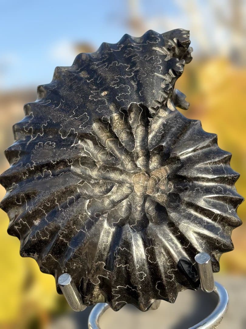 ❗️ ✳厳選　超レア　❤️大きめ　極美品アンモナイト　収蔵品　天然原石　化石 水晶