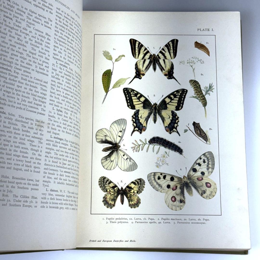 英国手彩色蝶類図譜 「英国とヨーロッパの蝶と蛾」 カービー 1895年 イギリス
