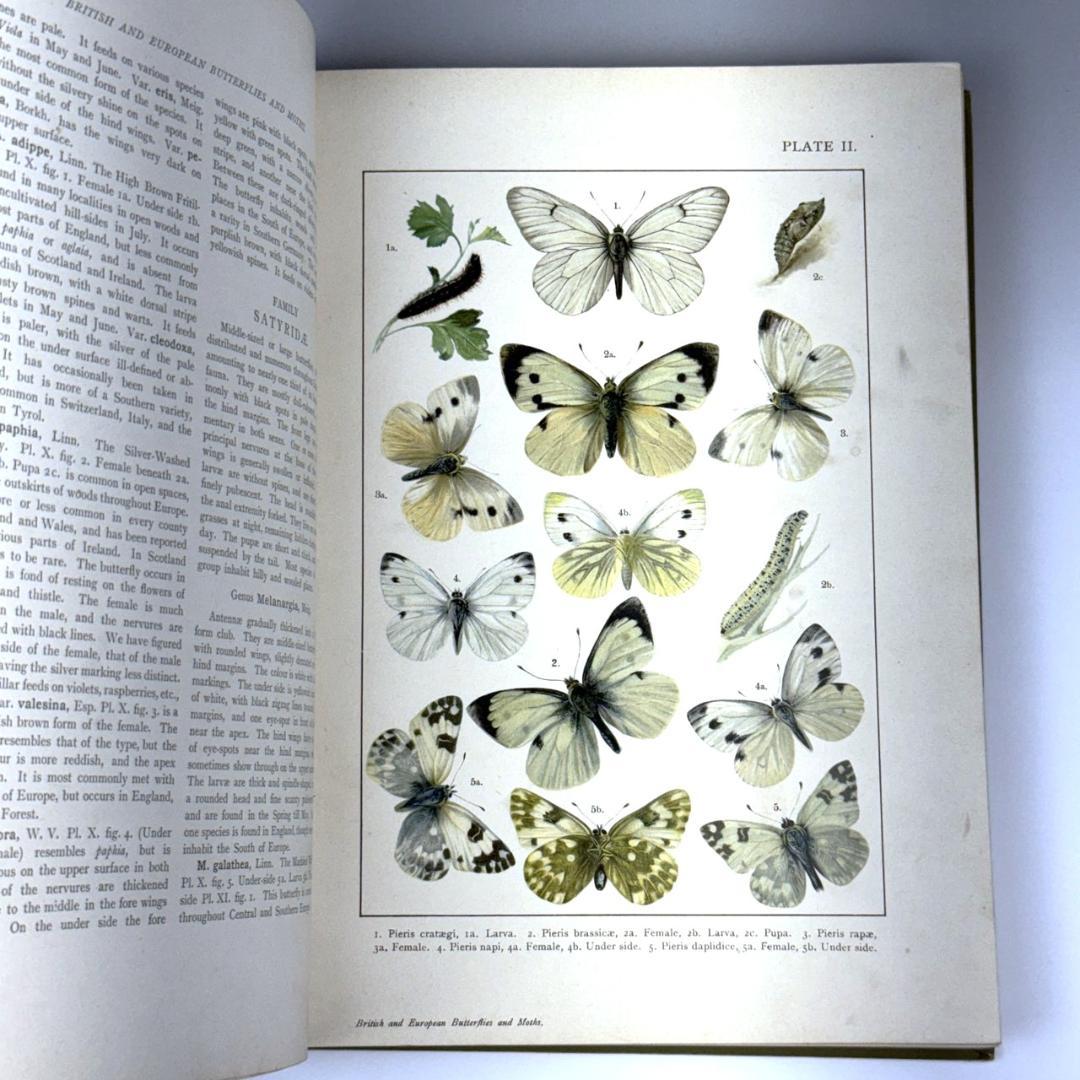英国手彩色蝶類図譜 「英国とヨーロッパの蝶と蛾」 カービー 1895年 イギリス