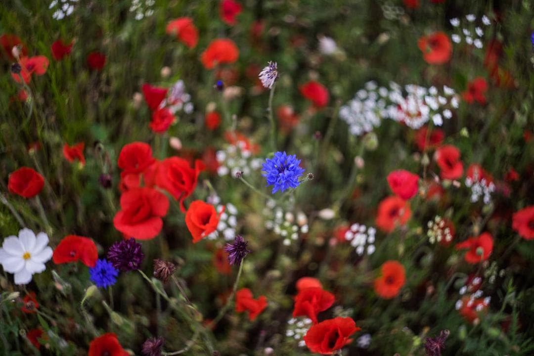 73　ぐるぐるボケレンズ　ヘリオス　 44-2　M42