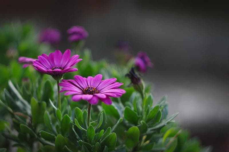 73　ぐるぐるボケレンズ　ヘリオス　 44-2　M42