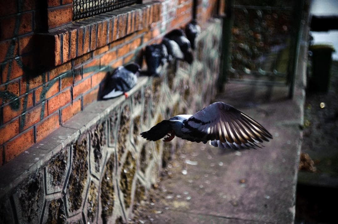 73　ぐるぐるボケレンズ　ヘリオス　 44-2　M42