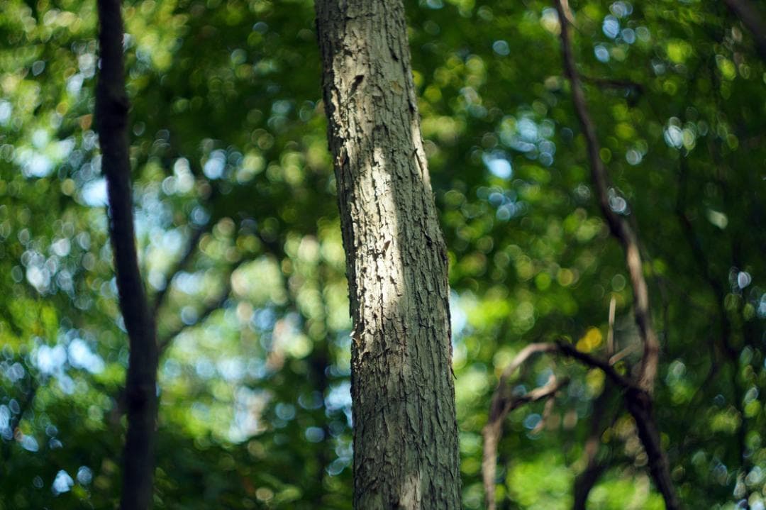 73　ぐるぐるボケレンズ　ヘリオス　 44-2　M42