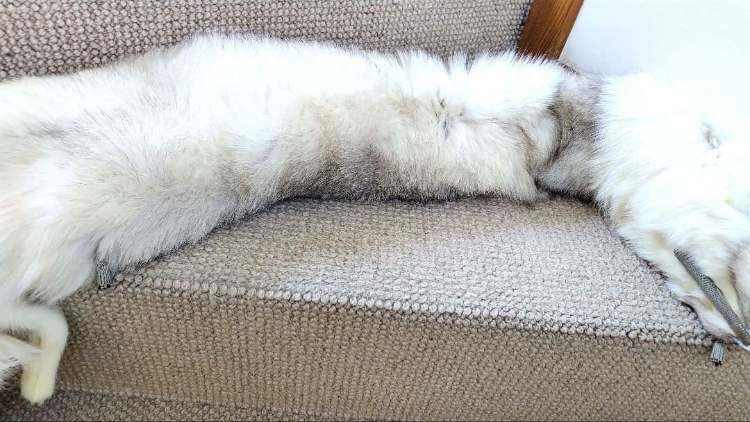 ブルーフォックス 襟巻き