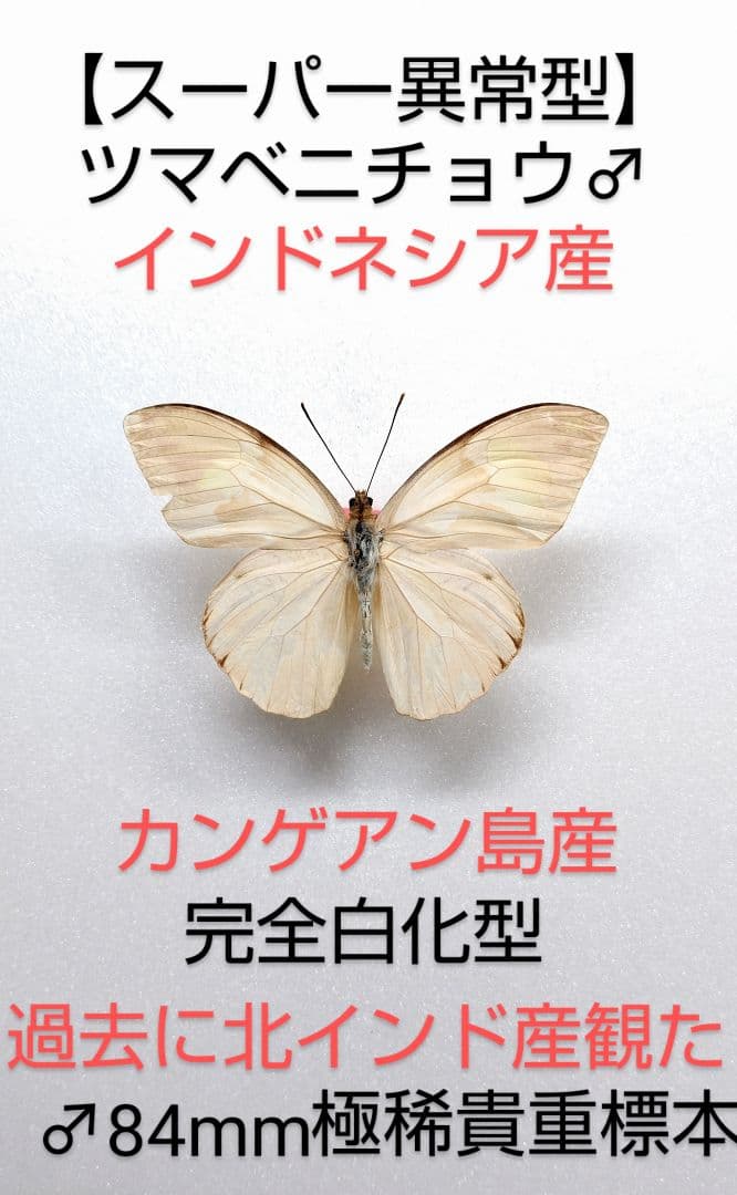 【スーパー異常型】ツマベニチョウ♂標本★カンゲアン島産★ 完全白化型 84mm