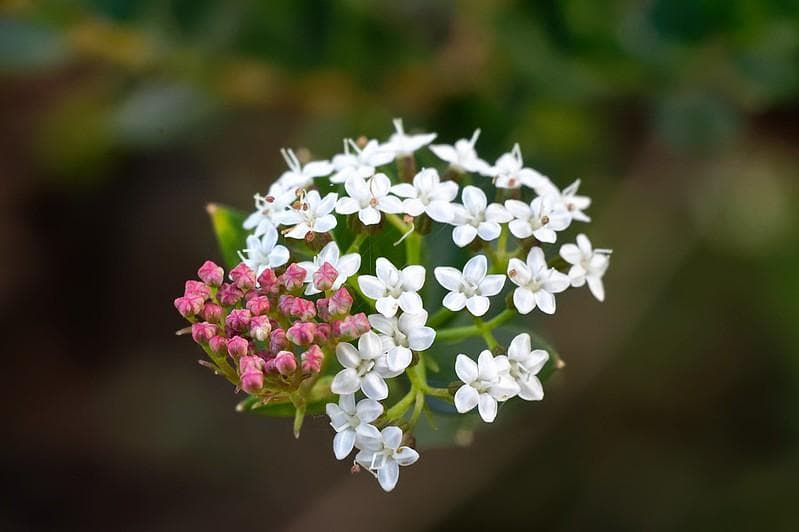 12 新品未使用　ぐるぐるボケレンズ　ヘリオス　44M-4　M42アダプター付