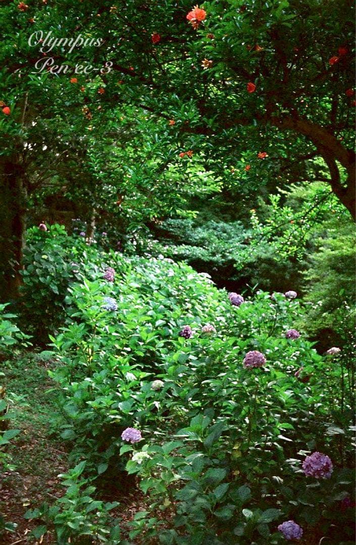 ★作例多数！★olympus pen ee3★完動・美品・赤ベロOK★入門に！