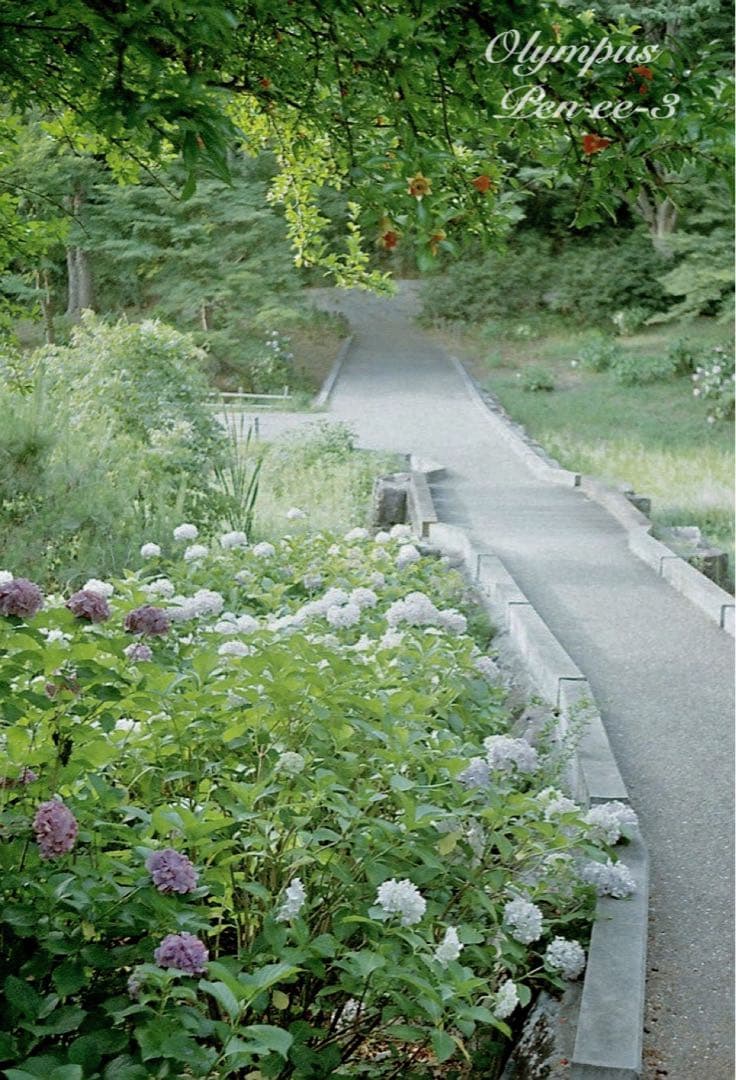 ★作例多数！★olympus pen ee3★完動・美品・赤ベロOK★入門に！