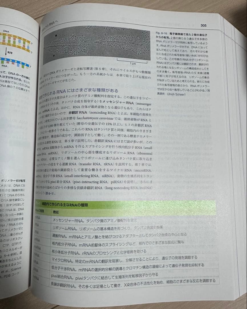 THE CELL 細胞の分子生物学 第6版