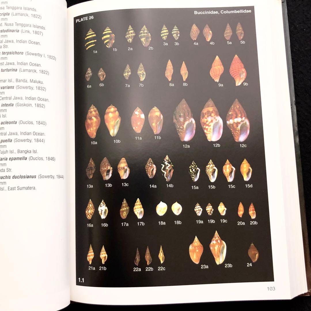 インドネシアの貝類と化石 図鑑「Indonesian Shells」