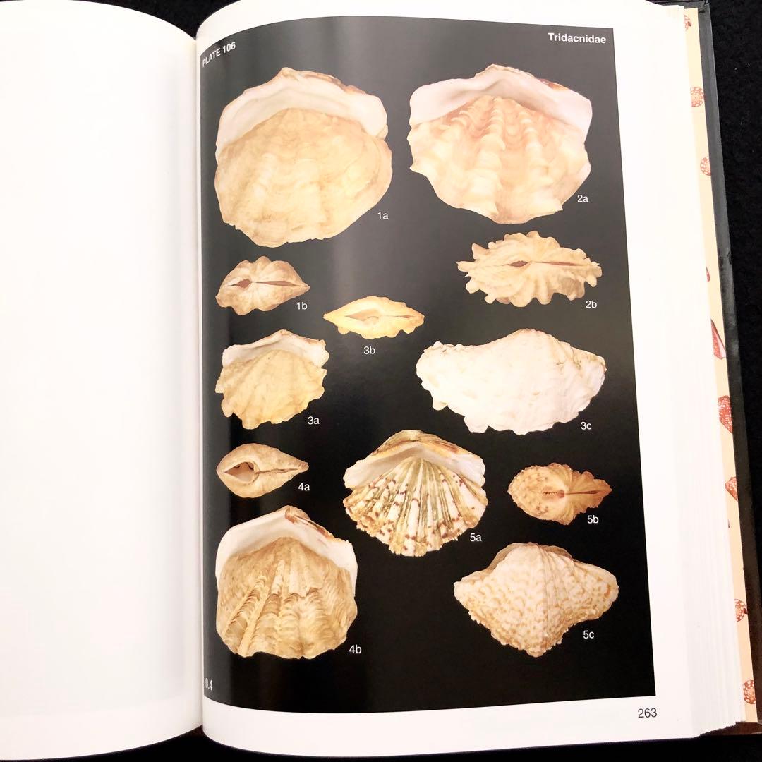 インドネシアの貝類と化石 図鑑「Indonesian Shells」