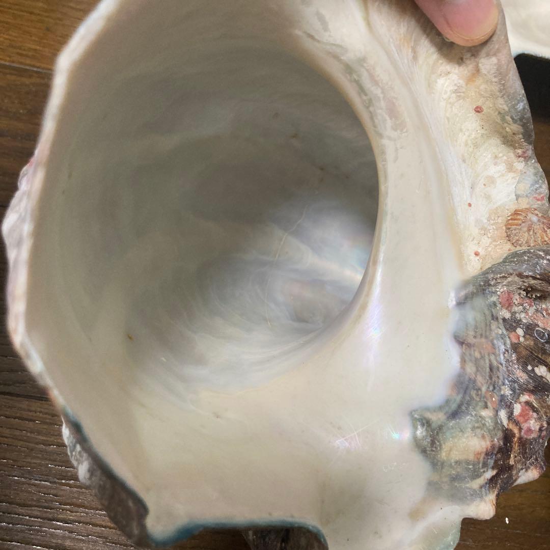 【沖縄産】夜光貝の殻　まとめ売り　10個　約10.4キロ①