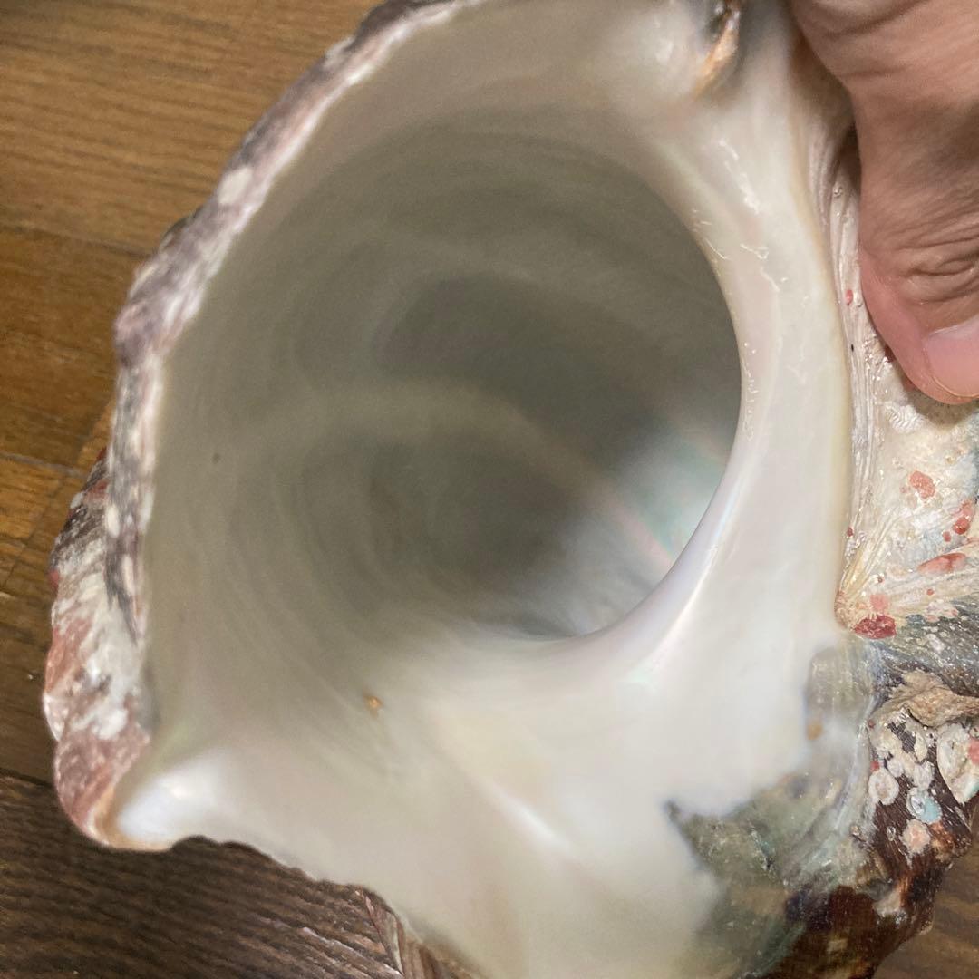 【沖縄産】夜光貝の殻　まとめ売り　10個　約10.4キロ①