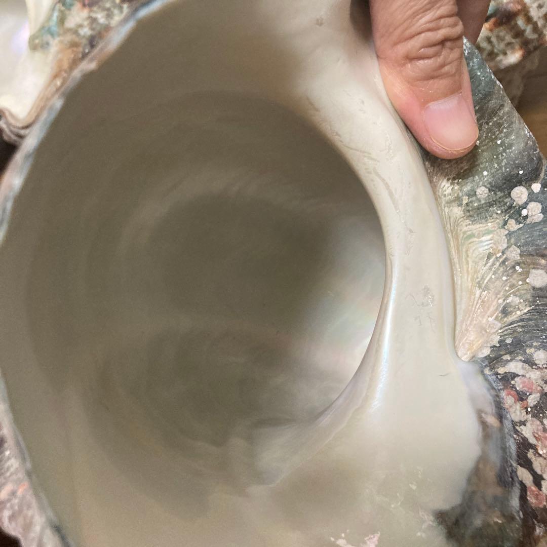 【沖縄産】夜光貝の殻　まとめ売り　10個　約10.4キロ①