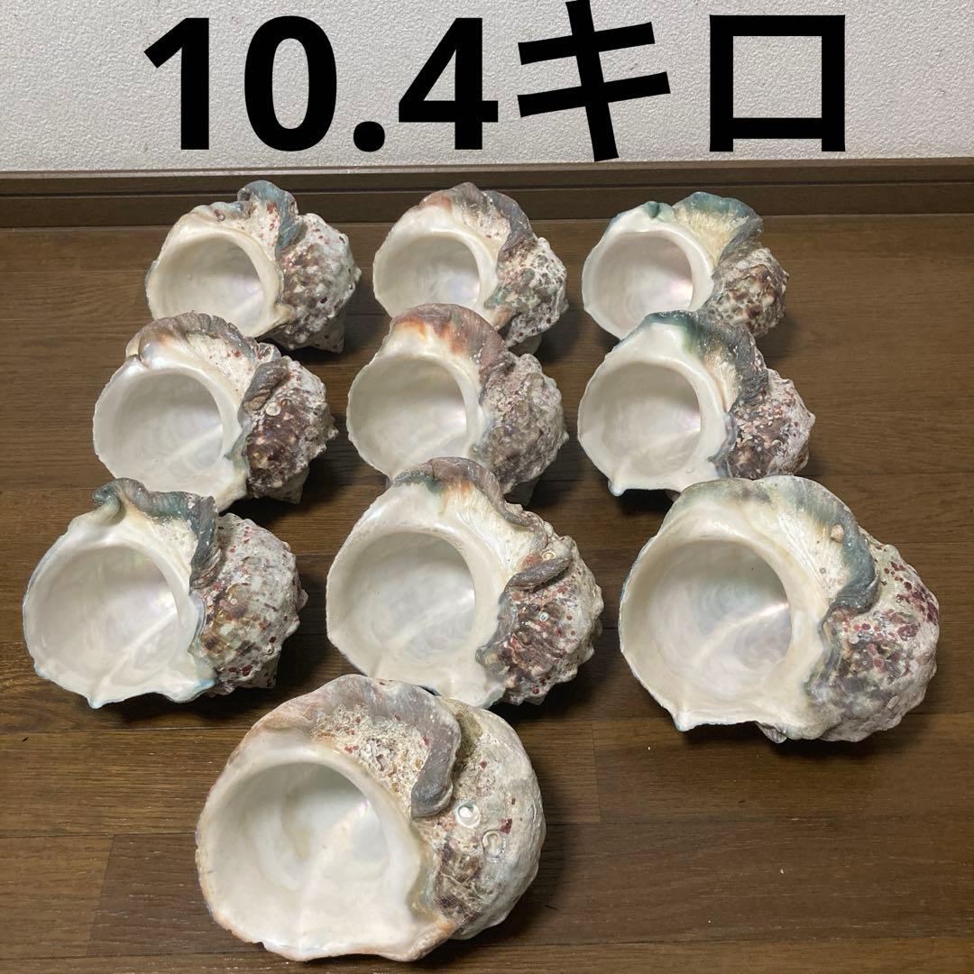 【沖縄産】夜光貝の殻　まとめ売り　10個　約10.4キロ①