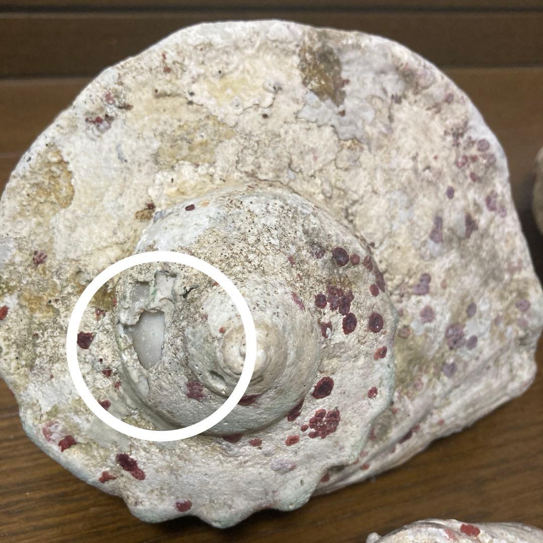 【沖縄産】夜光貝の殻　まとめ売り　10個　約10.4キロ①