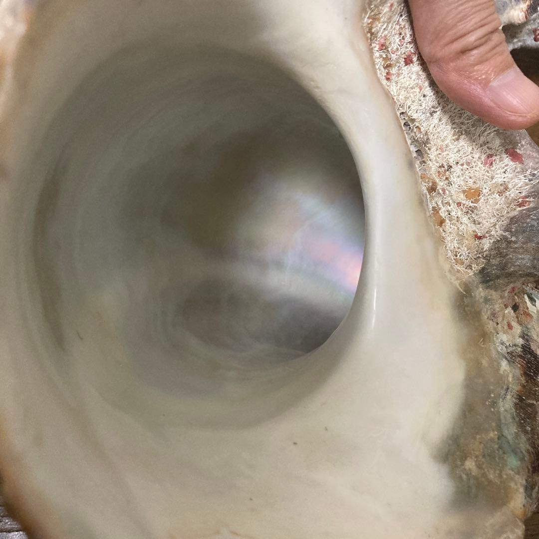 【沖縄産】夜光貝の殻　まとめ売り　10個　約10.4キロ①