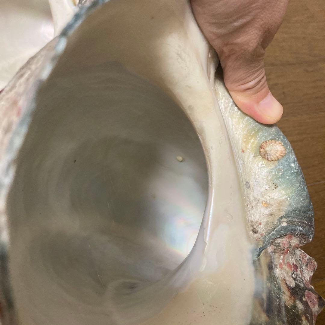 【沖縄産】夜光貝の殻　まとめ売り　10個　約10.4キロ①