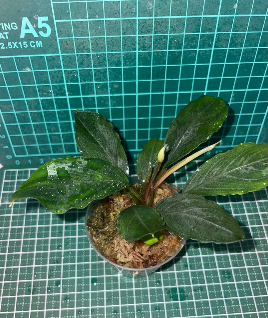 ブセファランドラ　モトレイアーナ　Padawan 「名前はまだない」