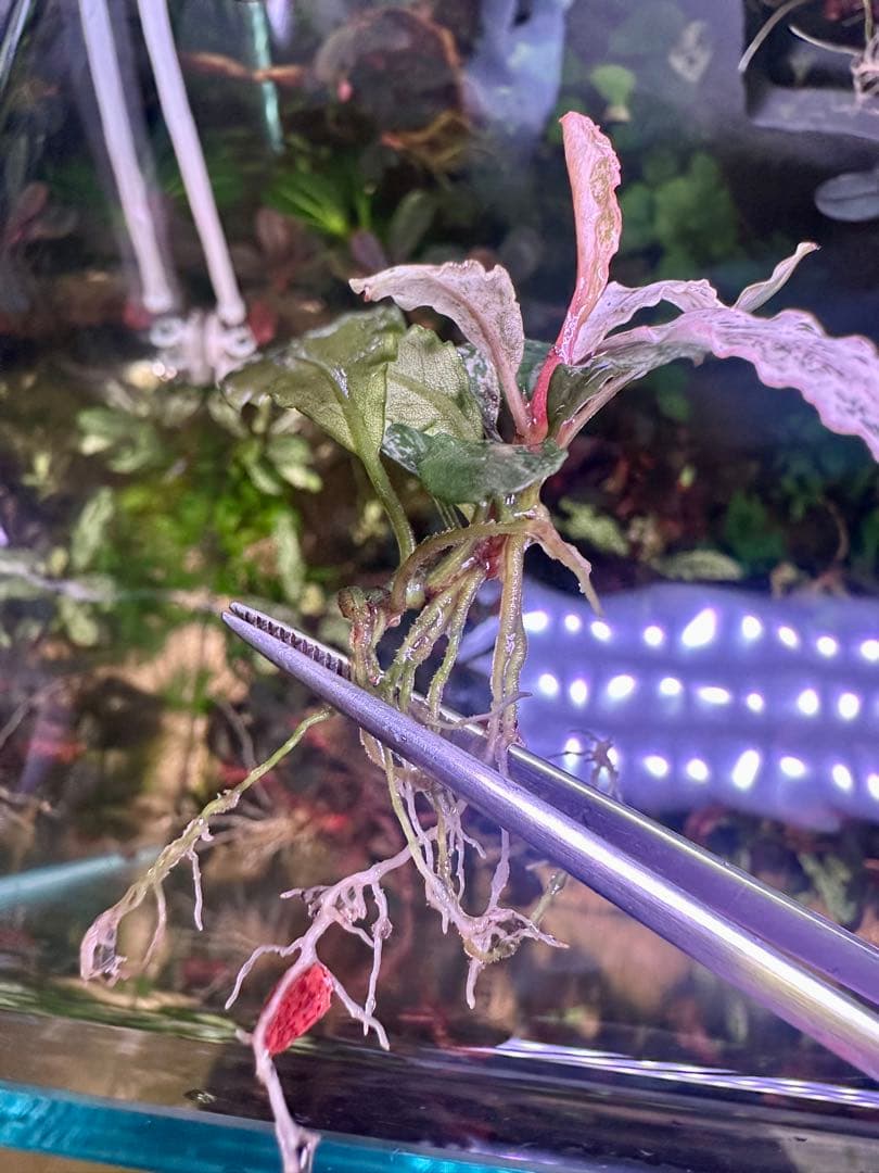 ブセファランドラｓｐ. ピンクバリエガータい斑入り