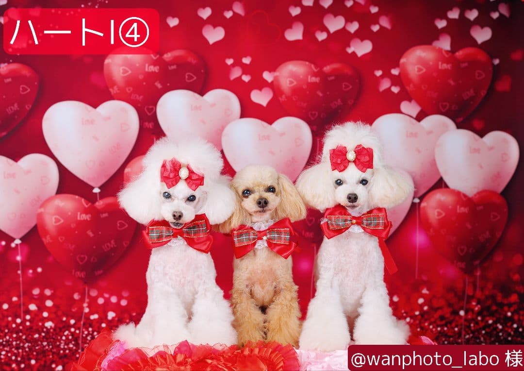 背景布×6+1枚　ペット、サロン撮影用フォトブース　トリミングチョーカー販売中