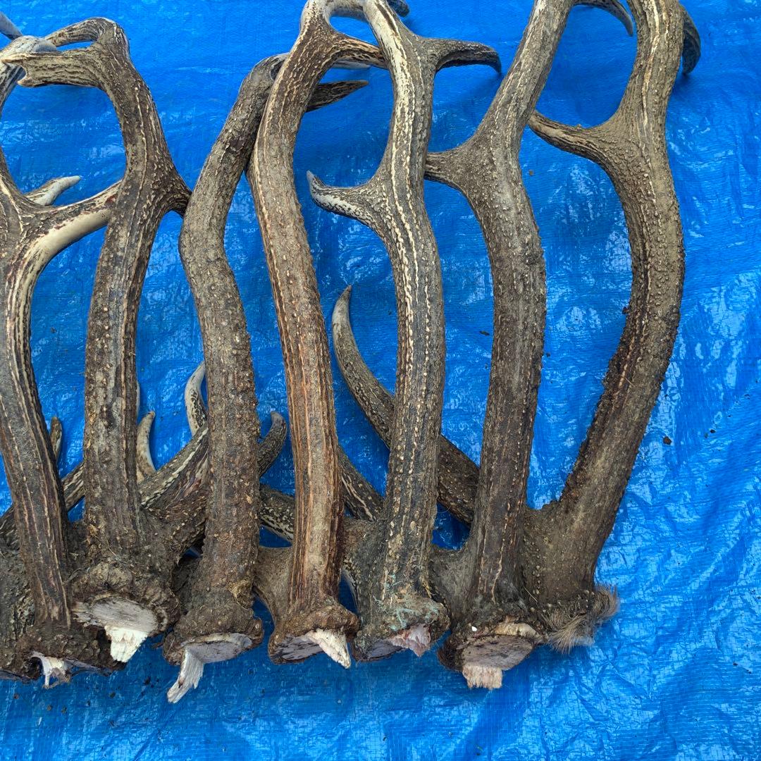 No.2054『鹿角10本セット』鹿の角　エゾ鹿　鹿角　蝦夷鹿