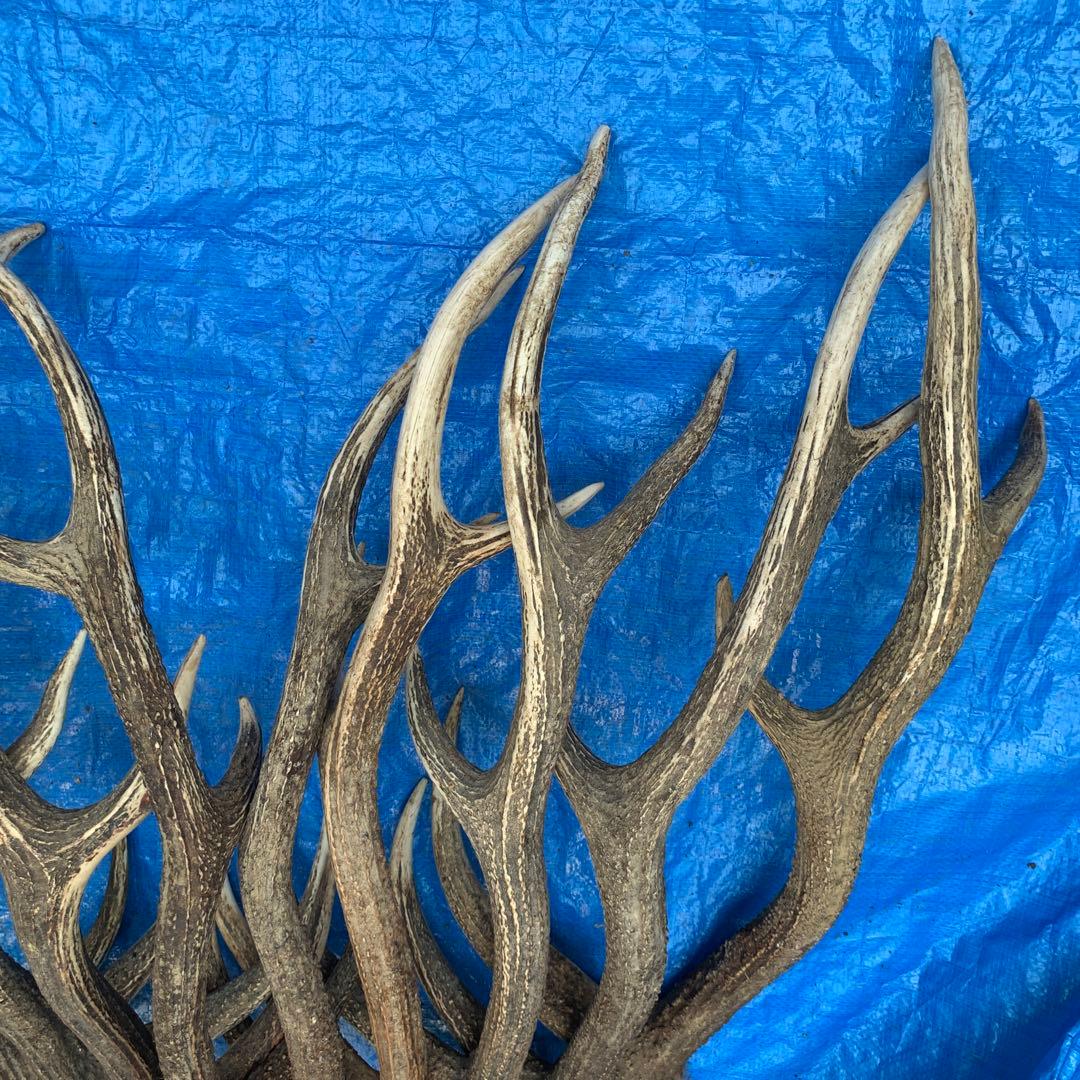 No.2054『鹿角10本セット』鹿の角　エゾ鹿　鹿角　蝦夷鹿