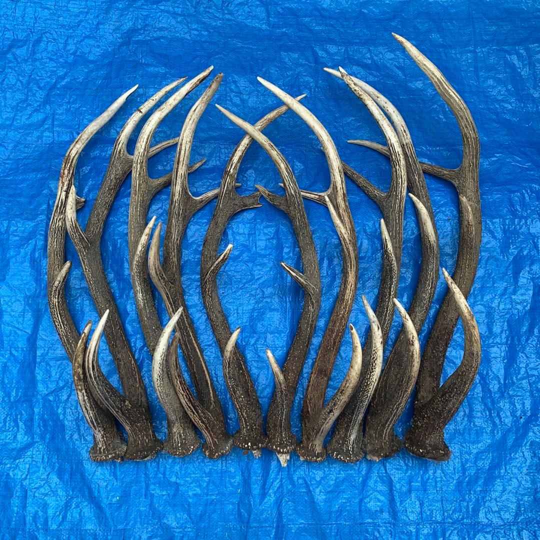 No.2054『鹿角10本セット』鹿の角　エゾ鹿　鹿角　蝦夷鹿