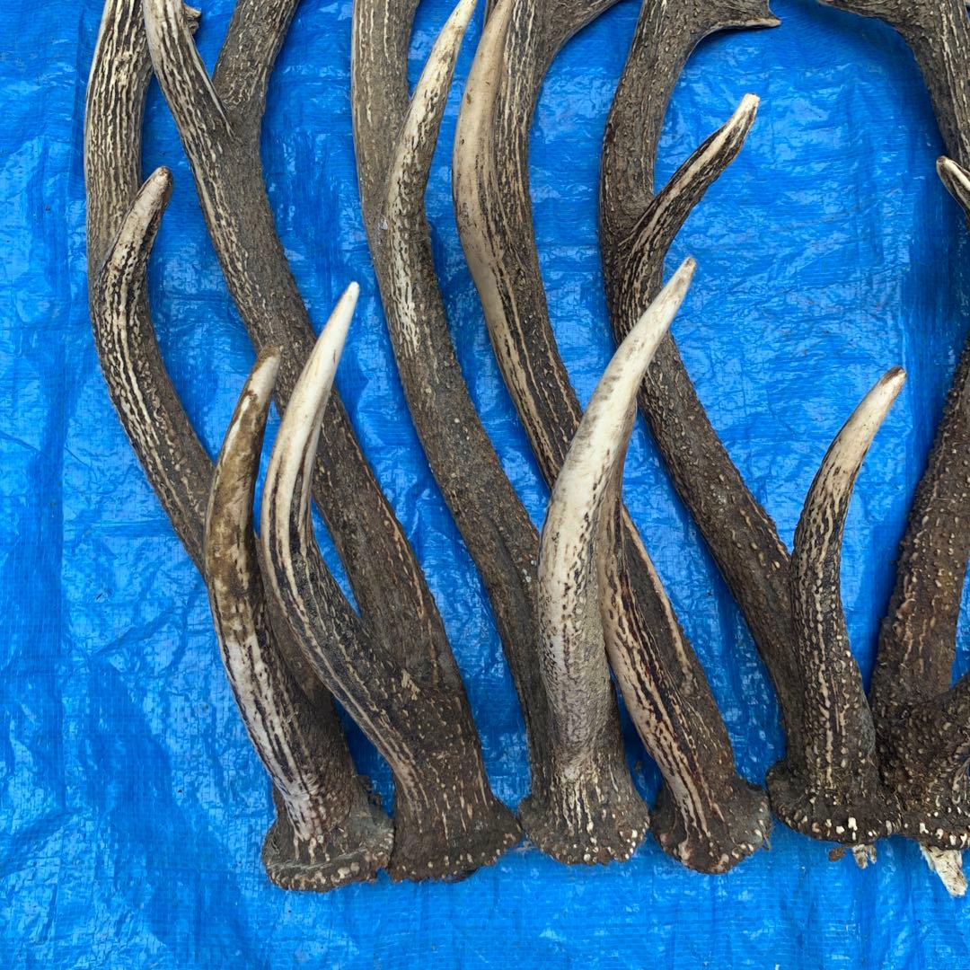No.2054『鹿角10本セット』鹿の角　エゾ鹿　鹿角　蝦夷鹿
