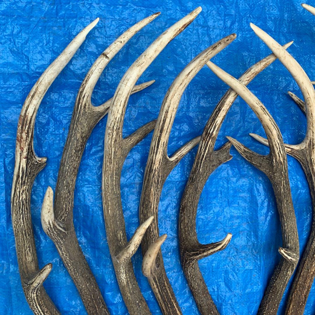 No.2054『鹿角10本セット』鹿の角　エゾ鹿　鹿角　蝦夷鹿