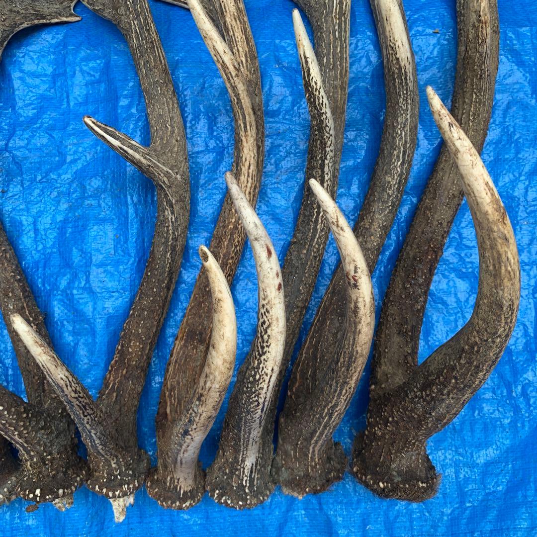 No.2054『鹿角10本セット』鹿の角　エゾ鹿　鹿角　蝦夷鹿