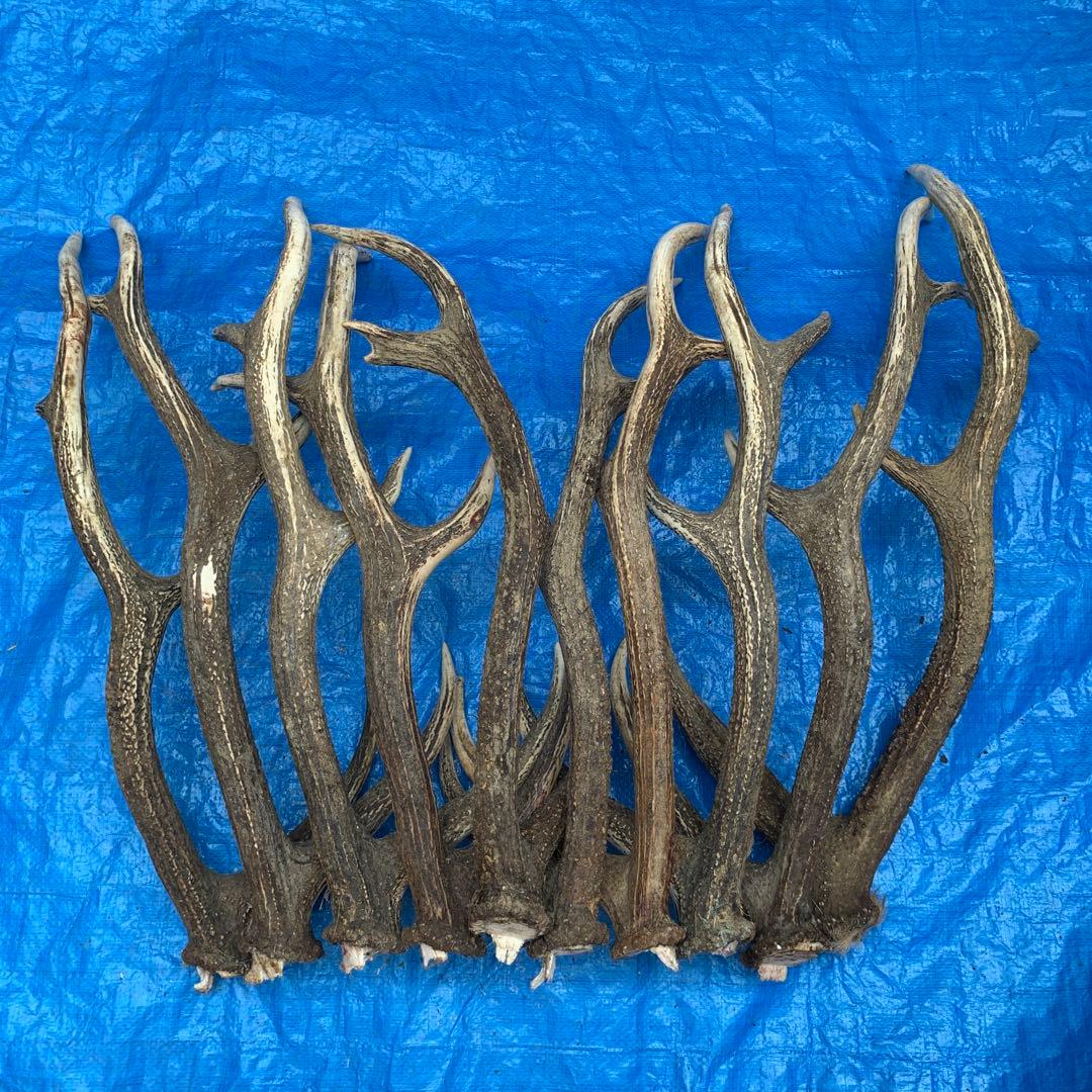No.2054『鹿角10本セット』鹿の角　エゾ鹿　鹿角　蝦夷鹿