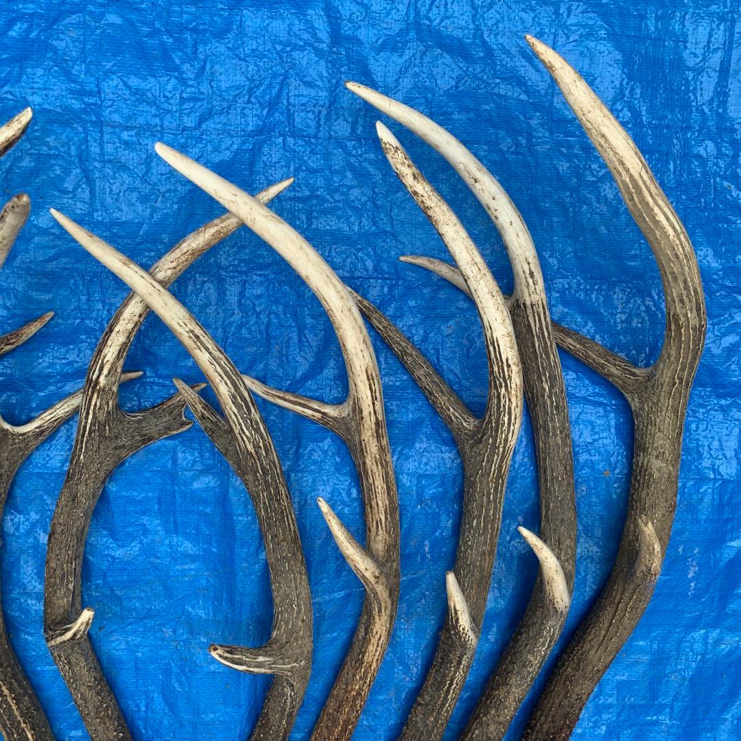 No.2054『鹿角10本セット』鹿の角　エゾ鹿　鹿角　蝦夷鹿