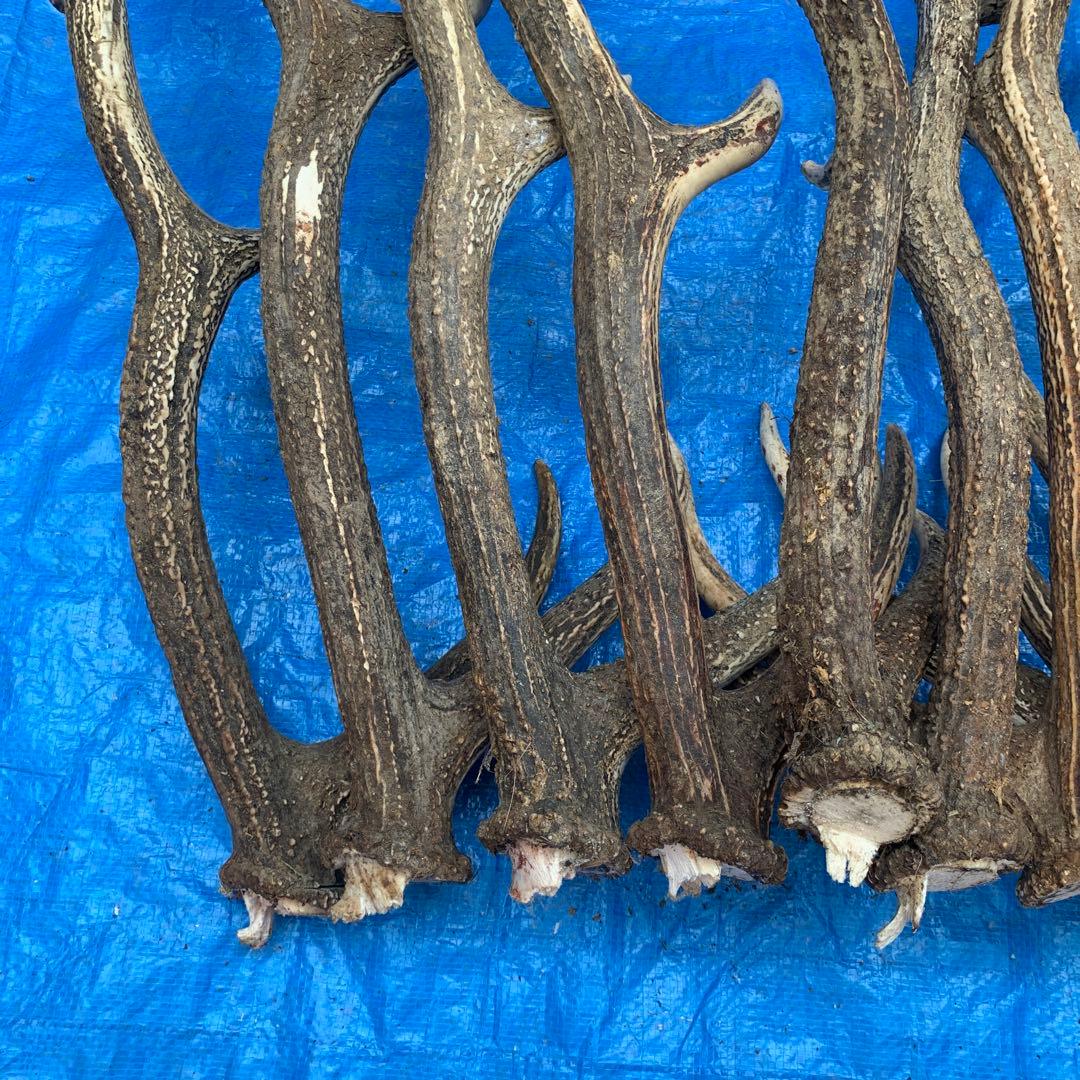 No.2054『鹿角10本セット』鹿の角　エゾ鹿　鹿角　蝦夷鹿