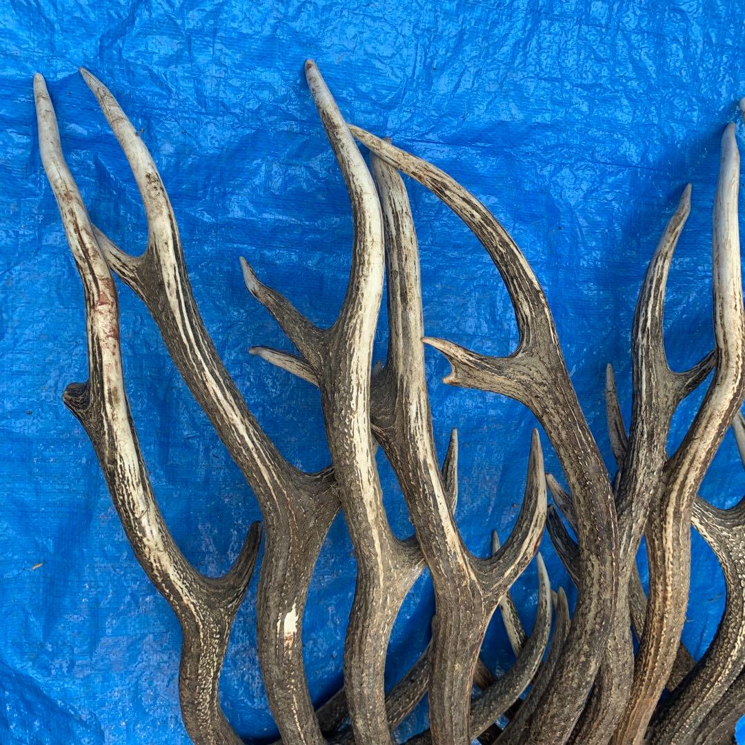 No.2054『鹿角10本セット』鹿の角　エゾ鹿　鹿角　蝦夷鹿