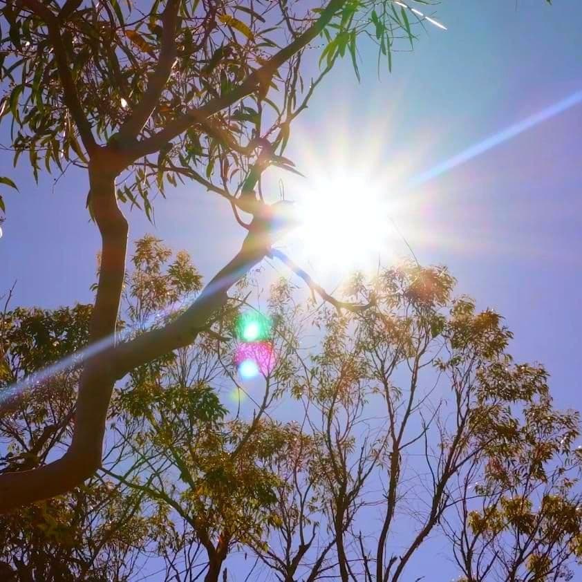 【専用】2026Essence オーストラリアンブッシュフラワーエッセンス