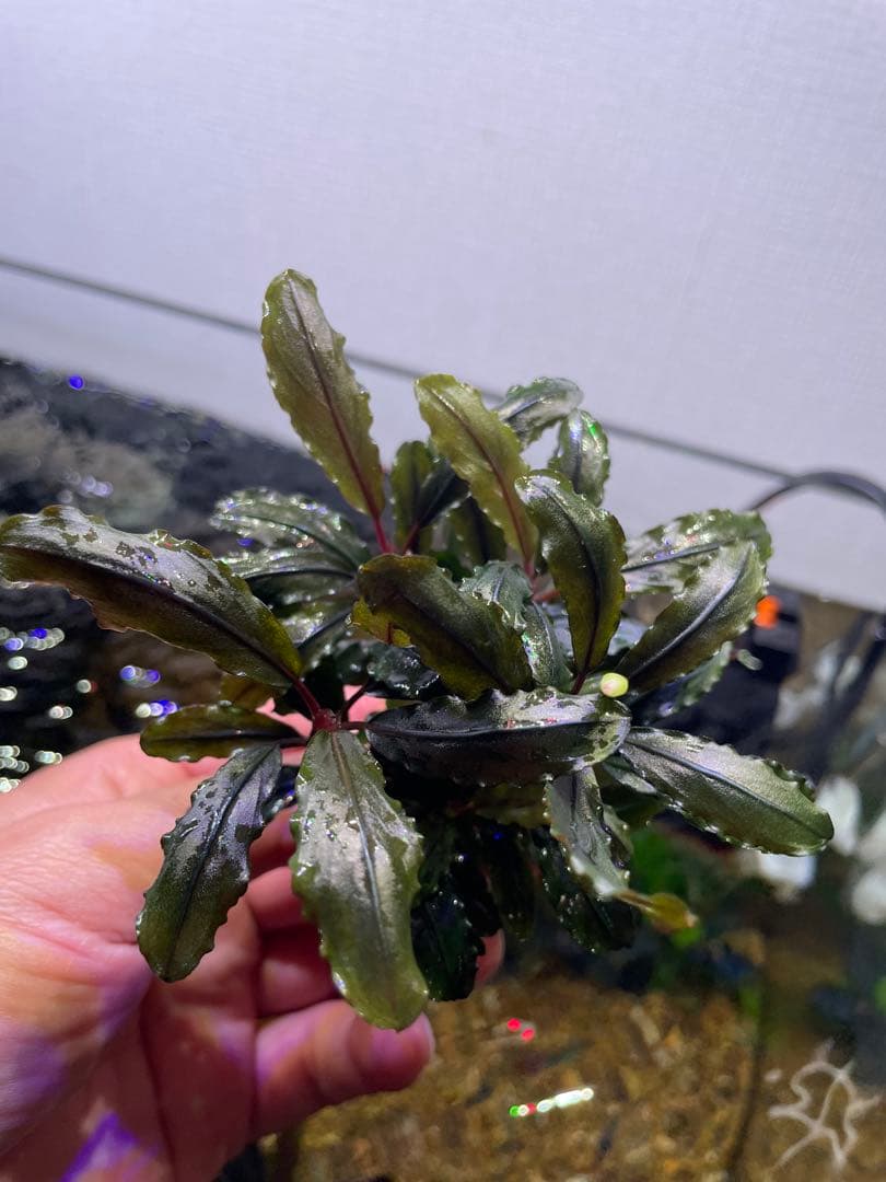 ま*ん様 ブセファランドラ 3種 4個